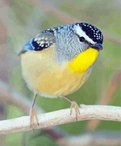 Cool Pardalote Diamond Paintings