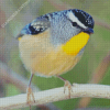 Cool Pardalote Diamond Paintings