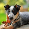 Cute Blue Cattle Dog Diamond Paintings