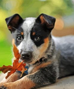 Cute Blue Cattle Dog Diamond Paintings