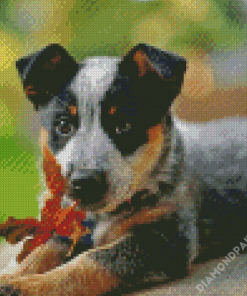 Cute Blue Cattle Dog Diamond Paintings