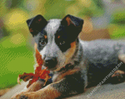 Cute Blue Cattle Dog Diamond Paintings