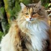 Norwegian Forest Cat Illustration Diamond Paintings