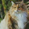 Norwegian Forest Cat Illustration Diamond Paintings