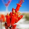 Orange Ocotillo Flowers Diamond Paintings