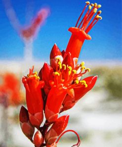 Orange Ocotillo Flowers Diamond Paintings