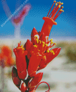 Orange Ocotillo Flowers Diamond Paintings