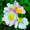 Pink Cherokee Roses Diamond Paintings