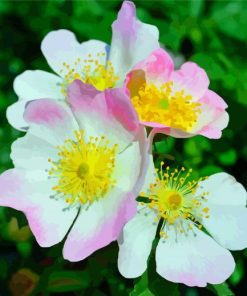 Pink Cherokee Roses Diamond Paintings