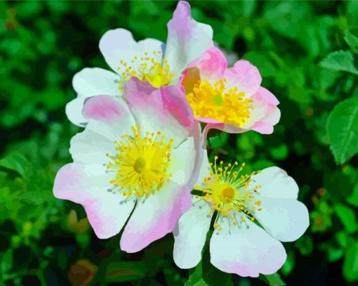 Pink Cherokee Roses Diamond Paintings