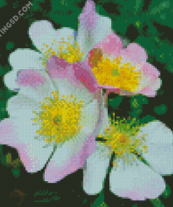 Pink Cherokee Roses Diamond Paintings