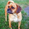 Puggle Dog Diamond Paintings