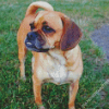 Puggle Dog Diamond Paintings