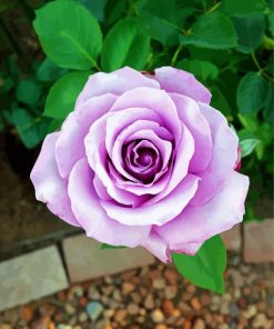 Purple Sterling Silver Flower Diamond Paintings