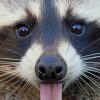 Raccoon Sticking Tongue Out Diamond Paintings