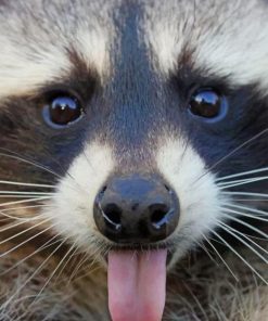 Raccoon Sticking Tongue Out Diamond Paintings