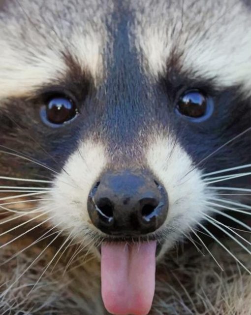 Raccoon Sticking Tongue Out Diamond Paintings