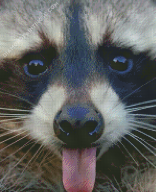 Raccoon Sticking Tongue Out Diamond Paintings