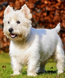 West Highland Terrier Puppy Diamond Paintings