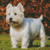 West Highland Terrier Puppy Diamond Paintings