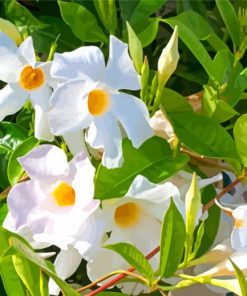 White Mandevilla Diamond Paintings