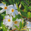 White Mandevilla Diamond Paintings