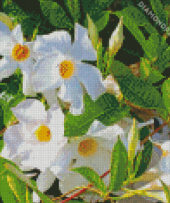 White Mandevilla Diamond Paintings