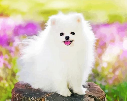 White Pomeranian Dog Diamond Paintings