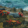 Aesthetic Crab Diamond Paintings