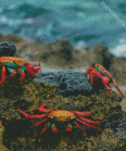 Aesthetic Crab Diamond Paintings