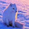 Arctic Fox In Snow Diamond Paintings