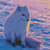 Arctic Fox In Snow Diamond Paintings