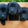 Black Labs Puppies Diamond Paintings