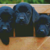 Black Labs Puppies Diamond Paintings