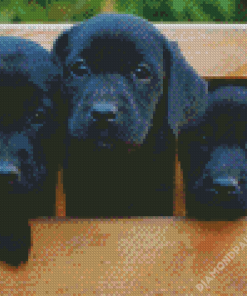 Black Labs Puppies Diamond Paintings