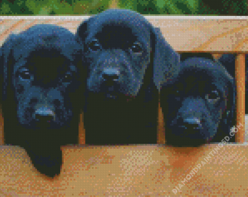 Black Labs Puppies Diamond Paintings