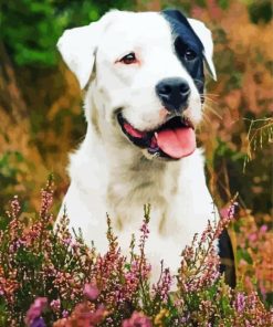 Boxer Border Collie Diamond Paintings