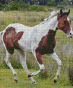 Brown And White Horse Diamond Paintings