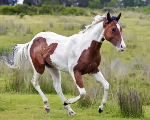 Brown And White Horse Diamond Paintings