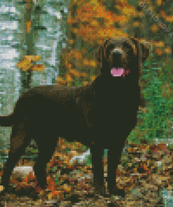 Brown Labrador Dog Animal Diamond Paintings