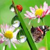 Butterfly And Ladybug On Flower Diamond Paintings