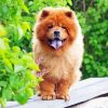 Chow Chow Puppy Diamond Paintings