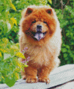 Chow Chow Puppy Diamond Paintings