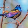 Common Grackle Bird Diamond Paintings