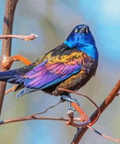 Common Grackle Bird Diamond Paintings