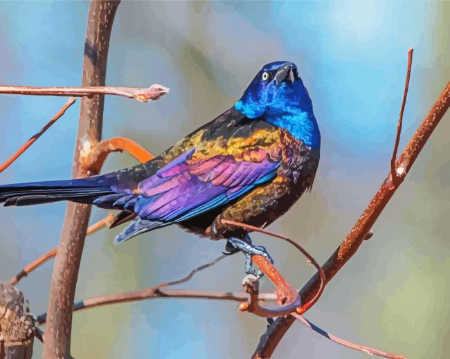 Common Grackle Bird Diamond Paintings