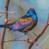 Common Grackle Bird Diamond Paintings