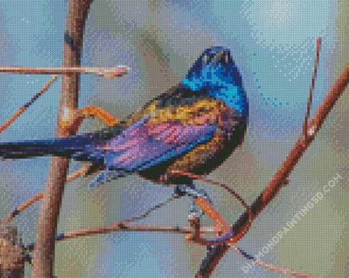 Common Grackle Bird Diamond Paintings