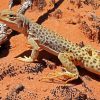 Desert Gecko Reptile Diamond Paintings