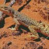 Desert Gecko Reptile Diamond Paintings